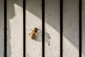 Why You Shouldn’t Ignore Bee Problems Why You Shouldn’t Ignore Bee Problems