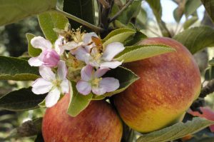 Choosing Bee Relocation Over Extermination is the Right Thing to Do Choosing Bee Relocation Over Extermination is the Right Thing to Do