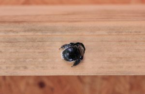 Why Prompt Carpenter Bee Removal is Important Why Prompt Carpenter Bee Removal is Important