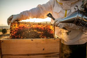 Why Bee Nest Removal Should Never be a DIY Project Why Bee Nest Removal Should Never be a DIY Project
