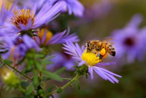 Good for You, Good for Bees, Good for the Environment: Safe and Humane Bee Relocation Good for You, Good for Bees, Good for the Environment: Safe and Humane Bee Relocation