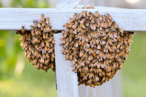 All of the Sweetness, None of the Sting – Honey Bee Removal 101 All of the Sweetness, None of the Sting - Honey Bee Removal 101