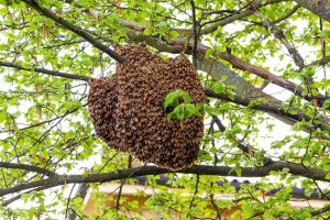 How to Recognize When You Need Bee Swarm Removal Services How to Recognize When You Need Bee Swarm Removal Services